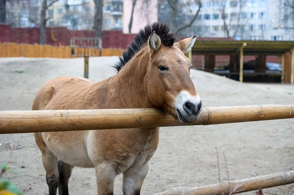 Funny Horse — Stock Photo, Image