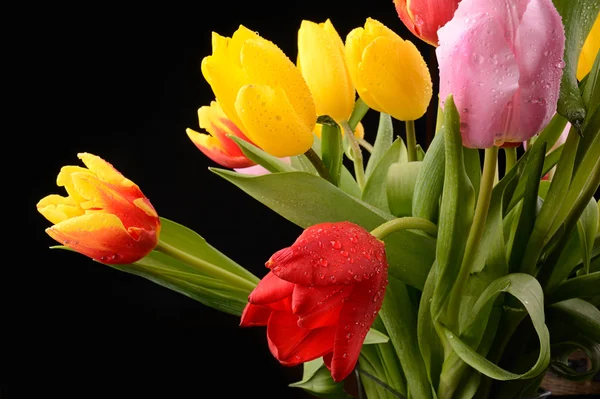 Buquê colorido de flores de tulipa de primavera fresca com gotas de água — Fotografia de Stock