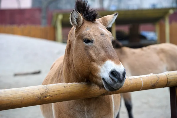 Caballo gracioso — Foto de Stock