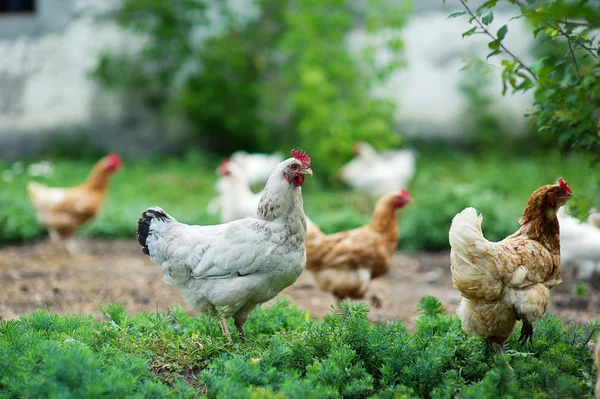 Pollo en la hierba en una granja —  Fotos de Stock
