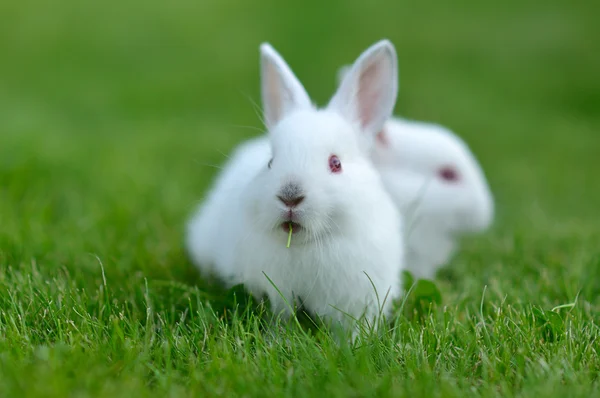 Divertido bebé conejos blancos en la hierba Imagen De Stock