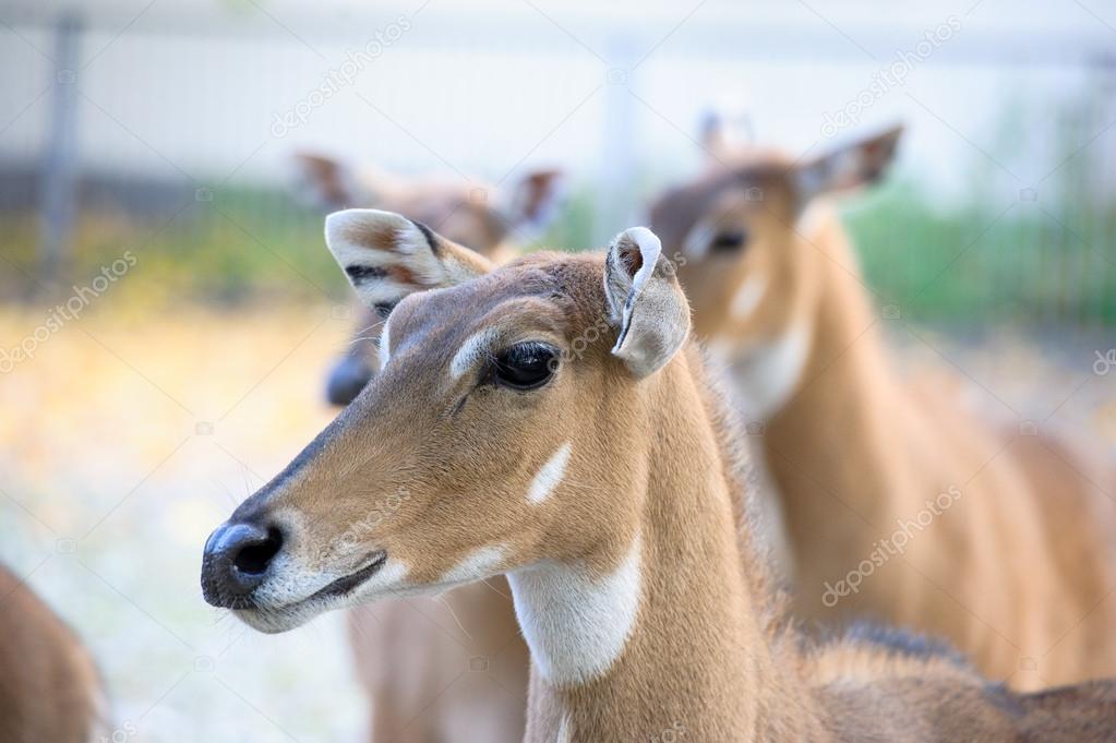 Young nilgai antelope