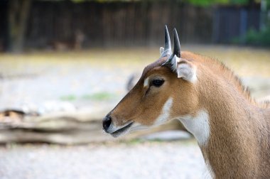 Genç nilgai antilop