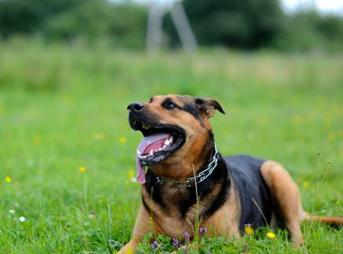 Köpek yeşil çimlerde oturuyor.