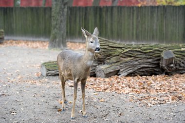 küçük bir Batı Karaca