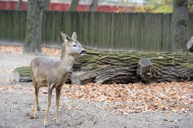 küçük bir Batı Karaca