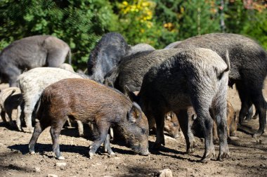 Ormanda yaban domuzu