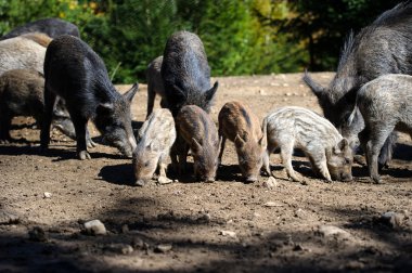 Ormanda yaban domuzu