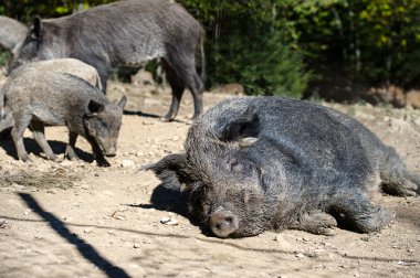 Ormanda yaban domuzu
