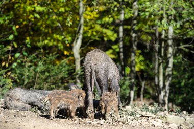 Ormanda yaban domuzu