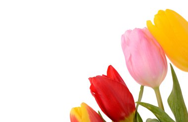 renkli taze bahar Lale çiçek buketi beyaz izole