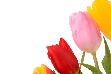 renkli taze bahar Lale çiçek buketi beyaz izole