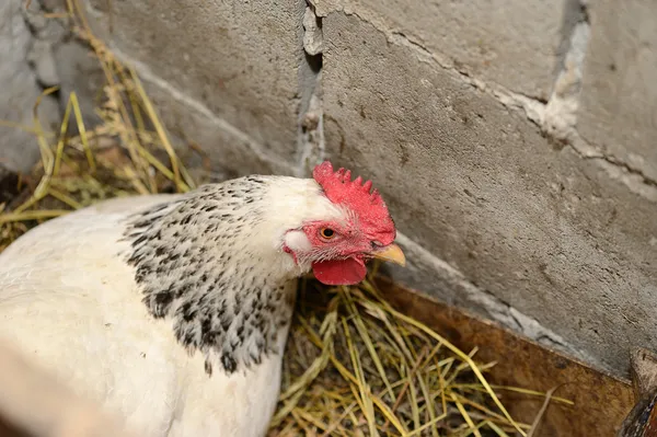 Çiftlikteki tavuk — Stok fotoğraf