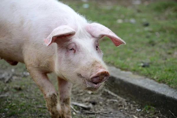 Varken op een boerderij — Stockfoto