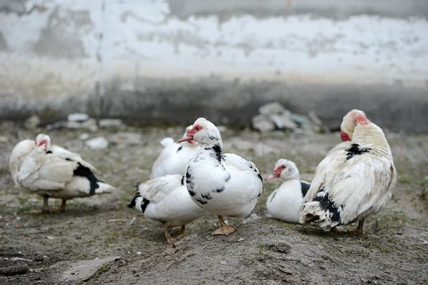 Moskauer Ente auf dem Bauernhof — Stockfoto