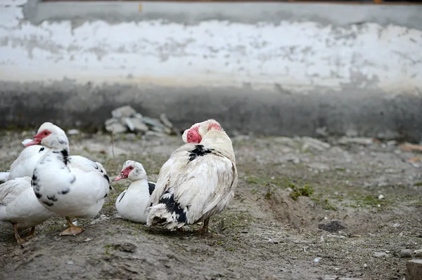 Muscovy 오리 농장에서 — 스톡 사진