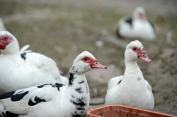 Pato Moscovo na quinta — Fotografia de Stock