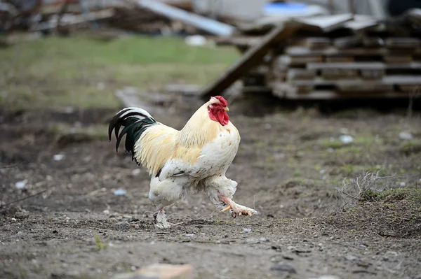 Galo na fazenda — Fotografia de Stock