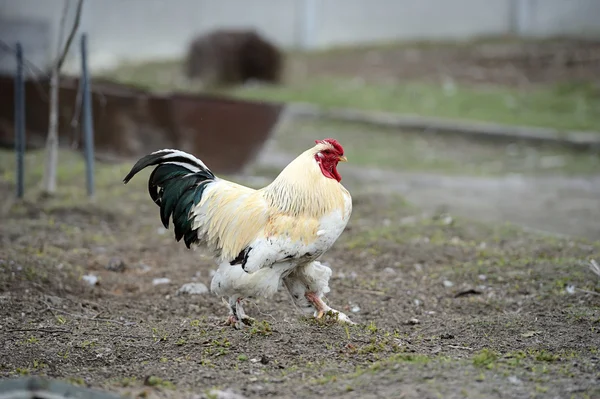 Pik in de farm — Stockfoto