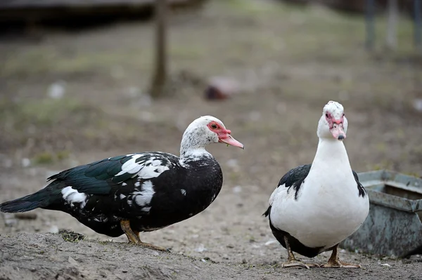 Pato Moscovo na quinta — Fotografia de Stock