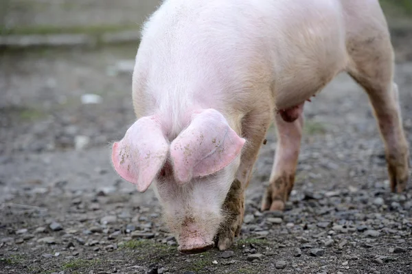 Schwein auf einem Bauernhof — Stockfoto