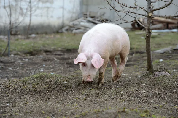 Schwein auf einem Bauernhof — Stockfoto