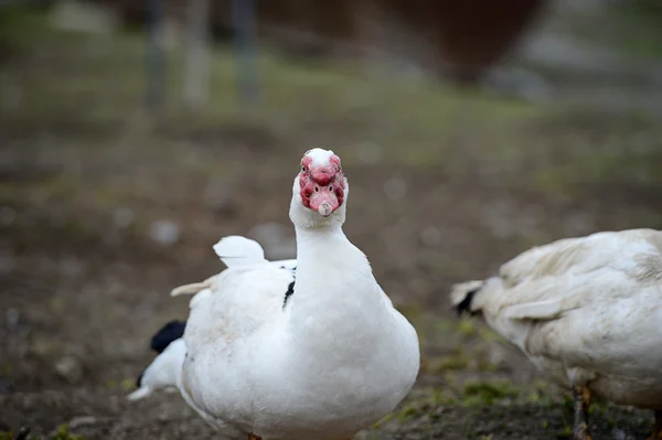 Moskauer Ente auf dem Bauernhof — Stockfoto