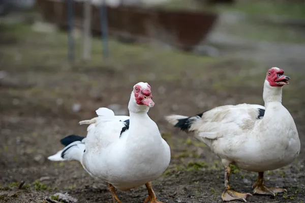 Canard musqué dans la ferme — Photo