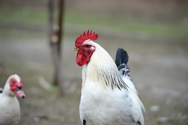 Polla en la granja —  Fotos de Stock