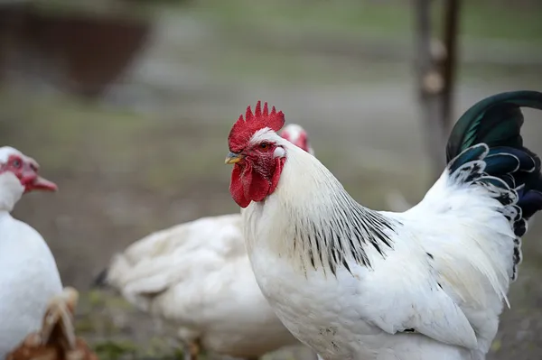 Cock in the farm — Stock Photo, Image