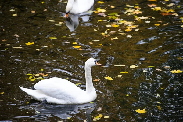 Beautiful young swans in lake — Stock Photo, Image