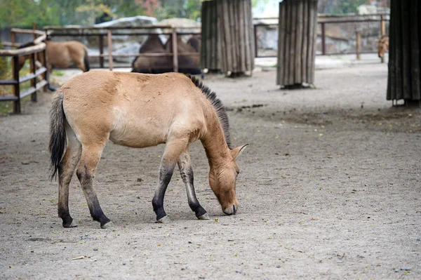 Funny Horse — Stock Photo, Image