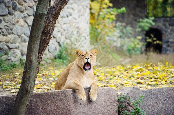 León grande — Foto de Stock