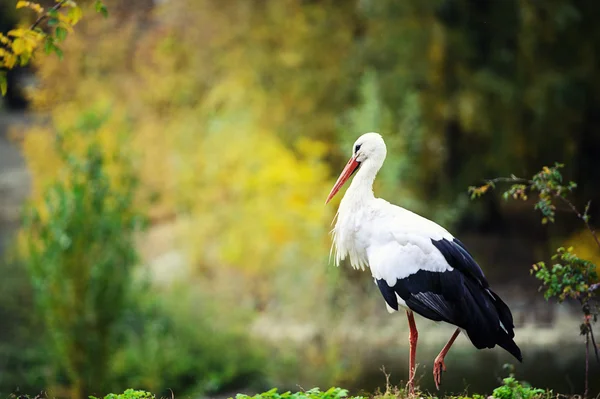 Weißstorch — Stockfoto