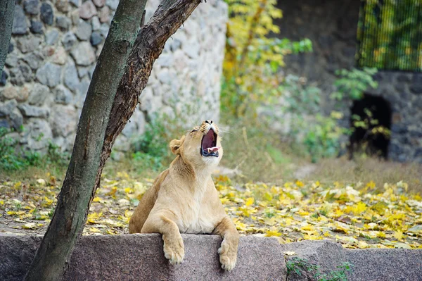 Leão grande — Fotografia de Stock
