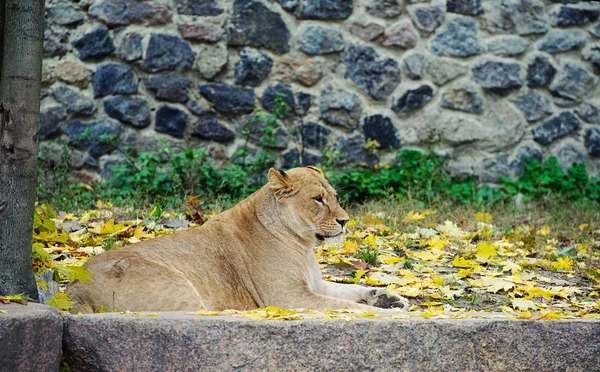 Stora lejon — Stockfoto