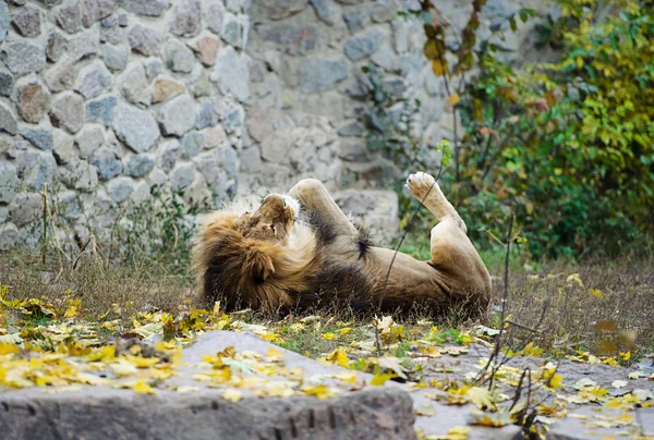 Funny Lion — Stock Photo, Image