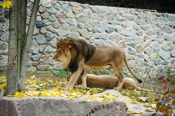 Wielki lew — Zdjęcie stockowe