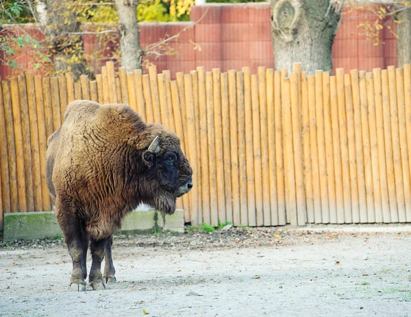 Großes Bisonmännchen — Stockfoto