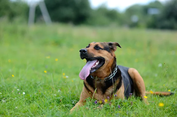 Dog sitting on green grass — Stock Photo, Image