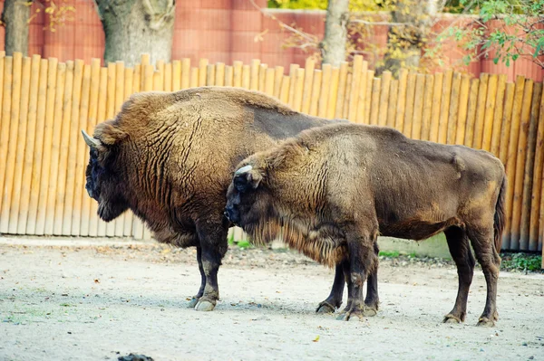 Grande maschio di bisonte — Foto Stock