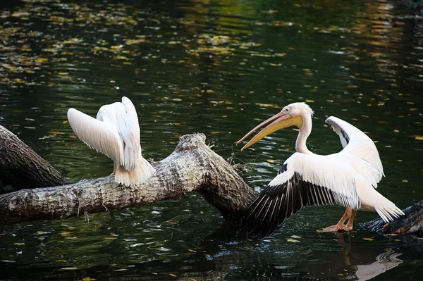 Pelicanos brancos — Fotografia de Stock