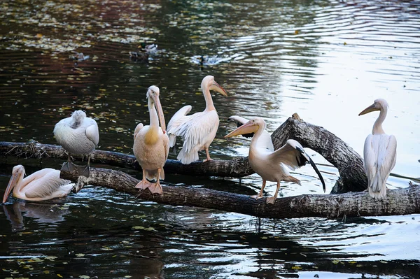 Białe pelikany — Zdjęcie stockowe