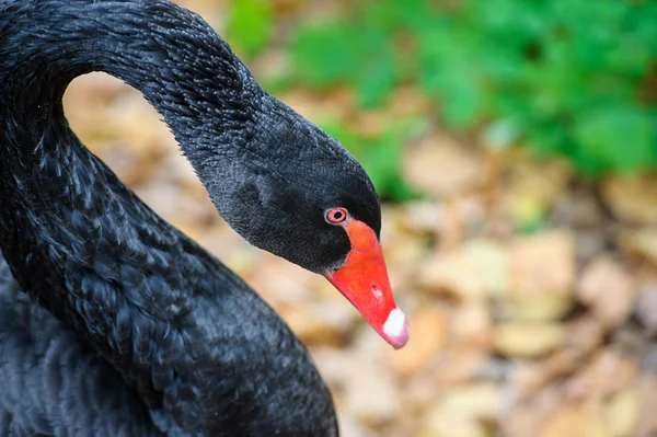 Bella giovane cigno nero — Foto Stock