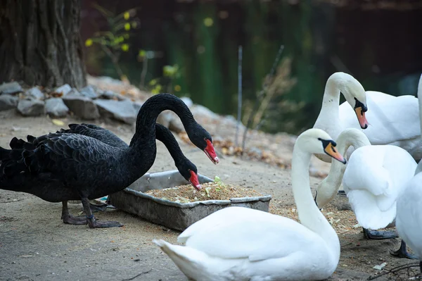 Krásná mladá černá a bílá labuť — Stock fotografie