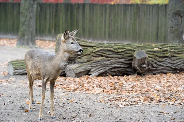 Een beetje westerse reeën — Stockfoto