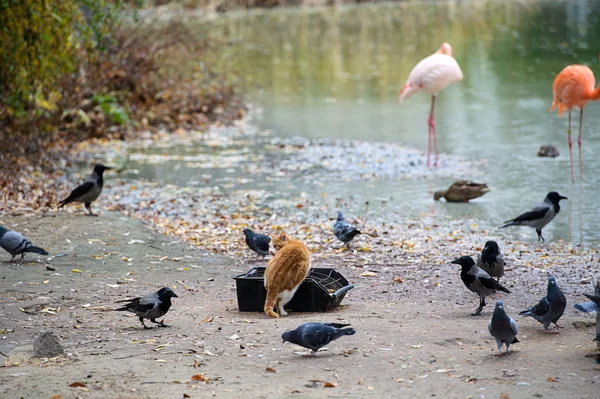 Fantastisk bild - katt stjäl mat fåglar — Stockfoto