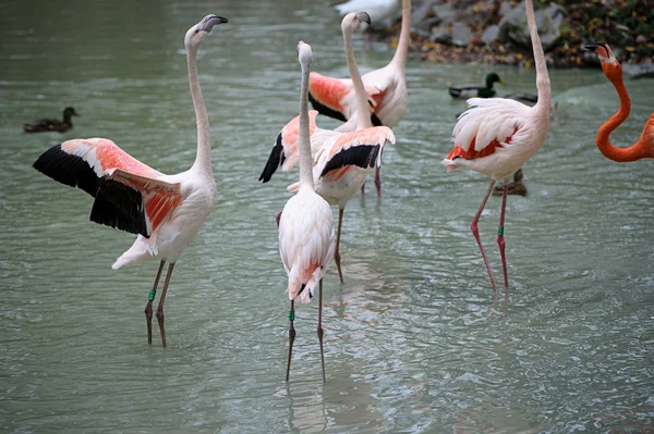 Flamingo — Stock Photo, Image