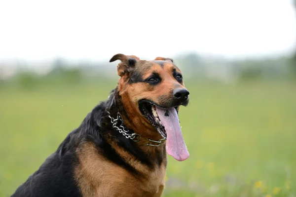 Hond zittend op groen gras — Stockfoto