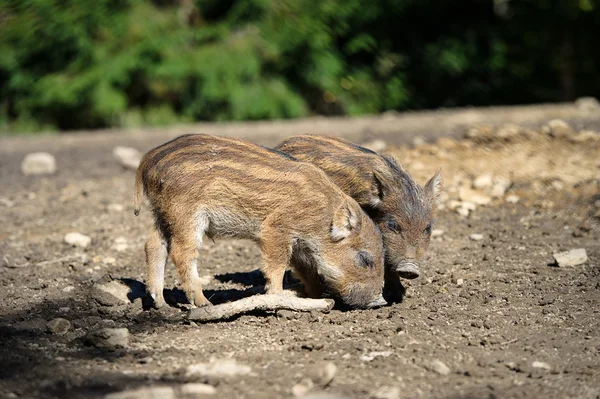 Cinghiale nella foresta — Foto Stock